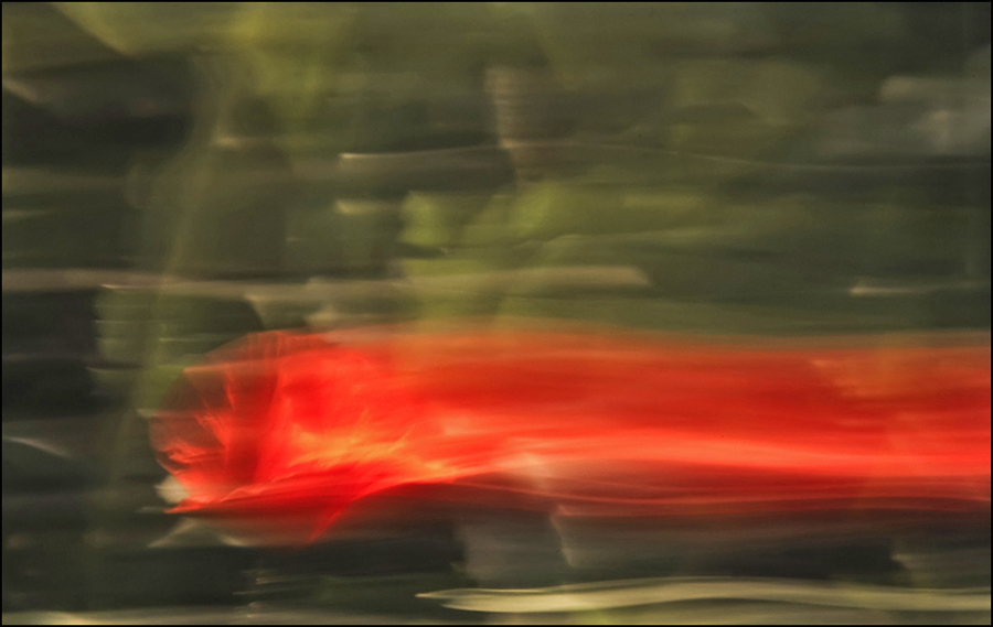 Foto nº 3 Amapola fugándose (Caldes de Malavella 5-5-1996)