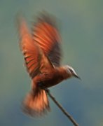 “Espíritu aviar” (Birro común II)