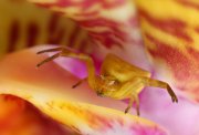 ¡Ven que te dé un abrazo! (Thomisus onustus)