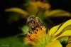 Abeja en Flor