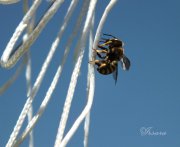 Abeja escalando