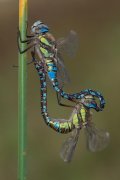 Aeshna mixta (pareja)
