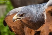 Aguila Mora (geranoaetus melanoleucus)