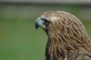 Aguila Real