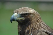Aguila Real