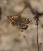 Ajedrezada  (Pyrgus sp) (María Jesús López B.)