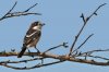 Alcaudón común (Woodchat Shrike) 