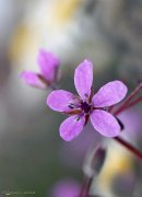 Alfilerillos (Erodium cicutarium)