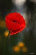 Amapola