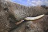 Amor en Addo