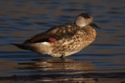 Ánade juarjual (Crested Duck) 