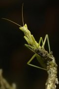 Apteromantis aptera... ¡rara avis!