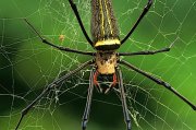 Araña gigante