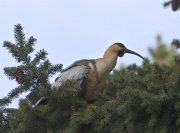 Bandurria Austral