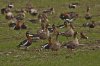 Barnacla cuellirroja (Red-breasted Goose)