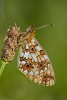 Boloria (Jose Alvarez gándara)