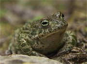 bufo calamita