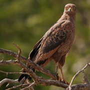 Busardo sabanero (Savanna Hawk)