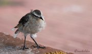 Calandria