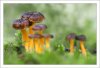 Cantharellus lutescens..