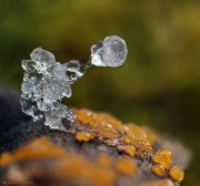 Caprichos helados y Dracrymyces stillatus