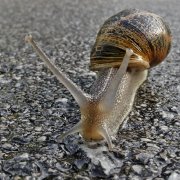 Caracol
