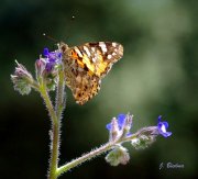 Cardera