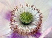 Centro de amapola blanca (Papaver somniferum)