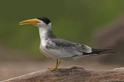 Charrán picudo (Large-billed Tern)