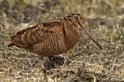 Chocha perdiz (Eurasian Woodcock)