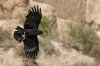 Chova piquirroja (Red-billed Chough)