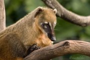 Coati