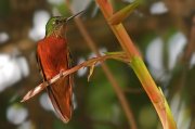 Colibrí pechirrojo (Chestnut-breasted Coronet)