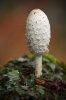 Coprinus comatus.