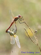 Cópula de Sympetrum fonscolombii.