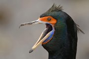Cormorán carirrojo (Red-faced Cormorant)