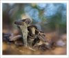 Craterellus cornucopioides 
