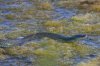 CULEBRA DE COLLAR ( Natrix natrix ) 