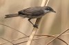 Curruca mirlona (Orphean Warbler) (Salvador Solé Soriano)