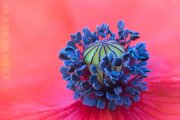 Dentro de una amapola