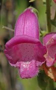 Digitalis