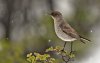 Dormilona carinegra (Dark-faced Ground-tyrant) (Salvador Solé Soriano)