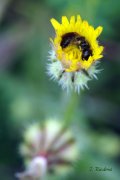 Dormitorio de abeja