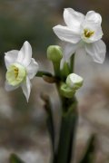Dos narcisos