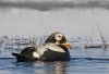 Eider de anteojos (Spectacled Eider) (Salvador Solé Soriano)