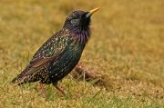 Estornino pinto (Common Starling)