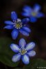 estrellas bajo el bosque