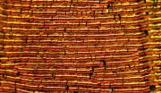 Estructuras lepísticas