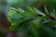 Euphorbia