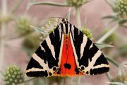 Euplagia